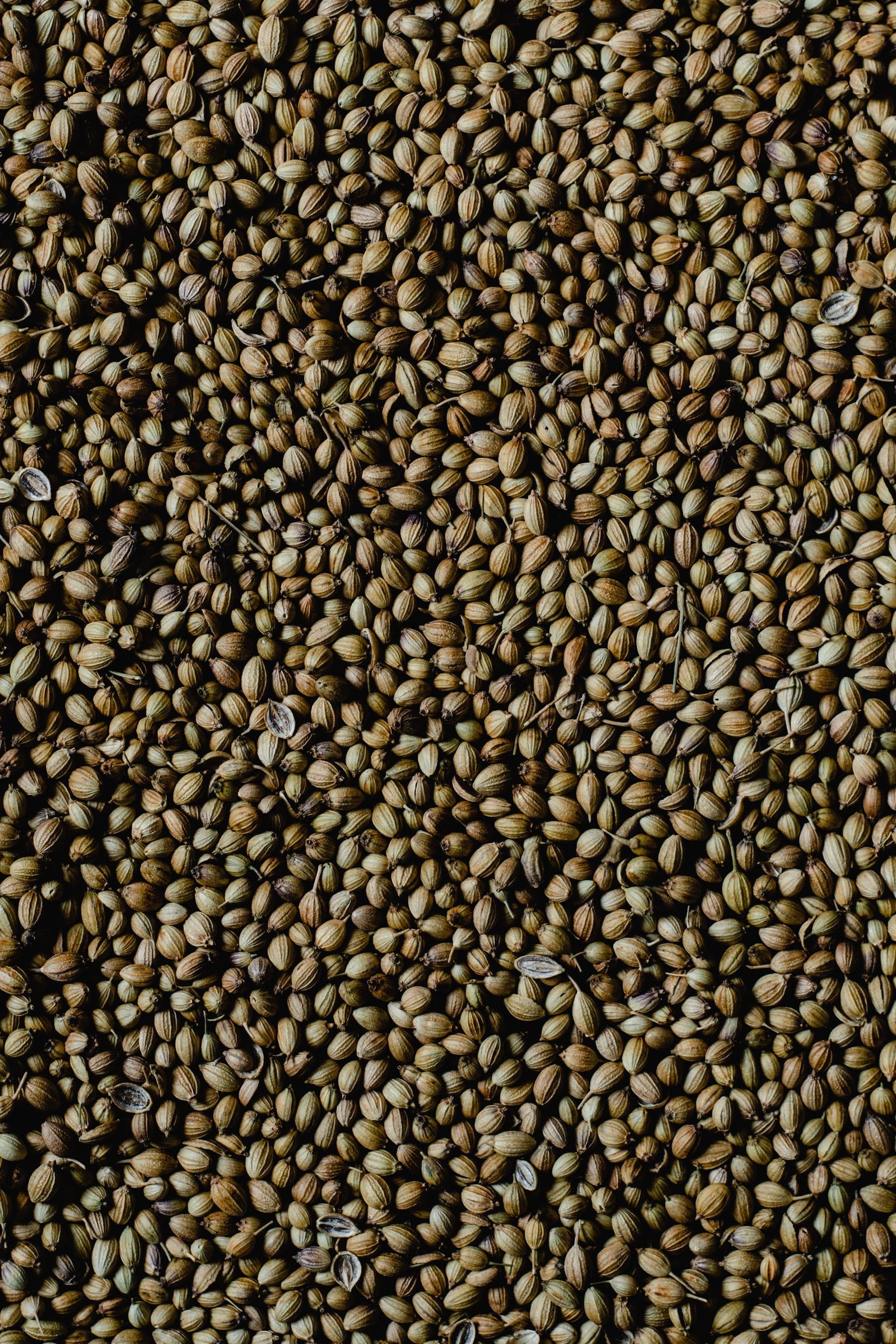 Ground coriander powder milled from Coriandrum sativum seeds for bulk spice export