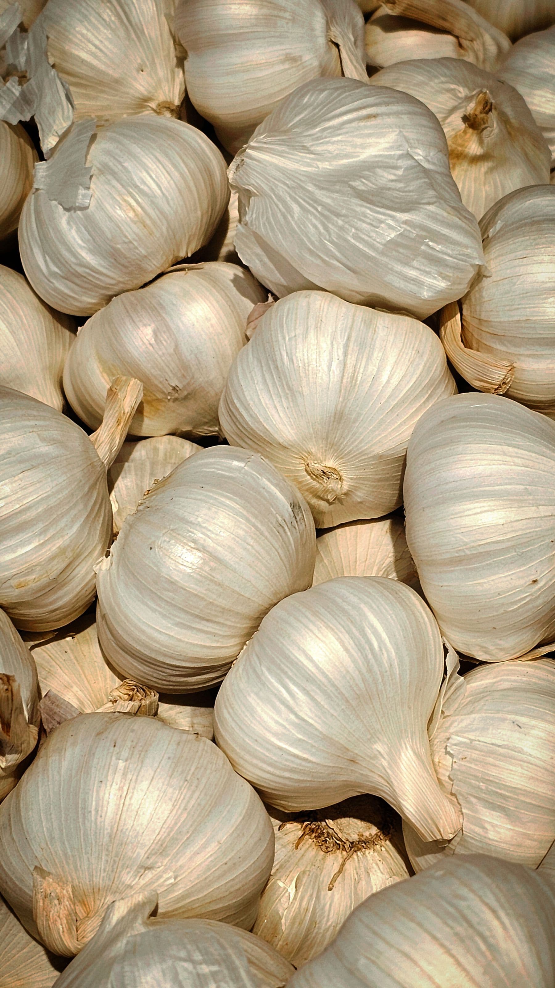 Dehydrated garlic powder and fresh garlic bulbs prepared for bulk export from India